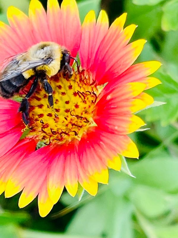 Bright Bumble Bee