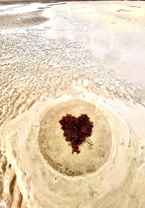 Love IN A Tide pool